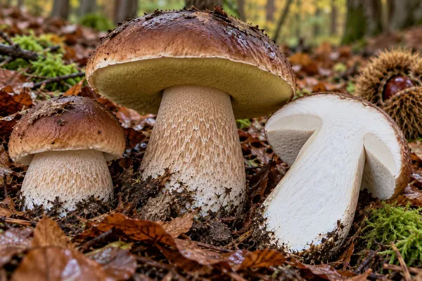 Boletus edulis, ilustración